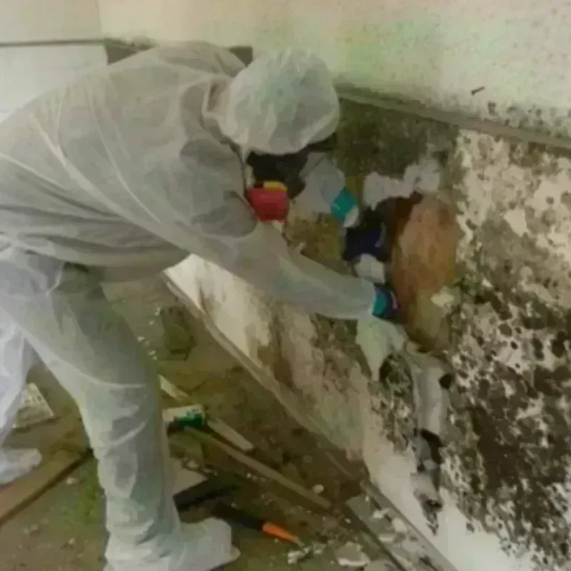 Mold Remediation and Removal in Byram, MS